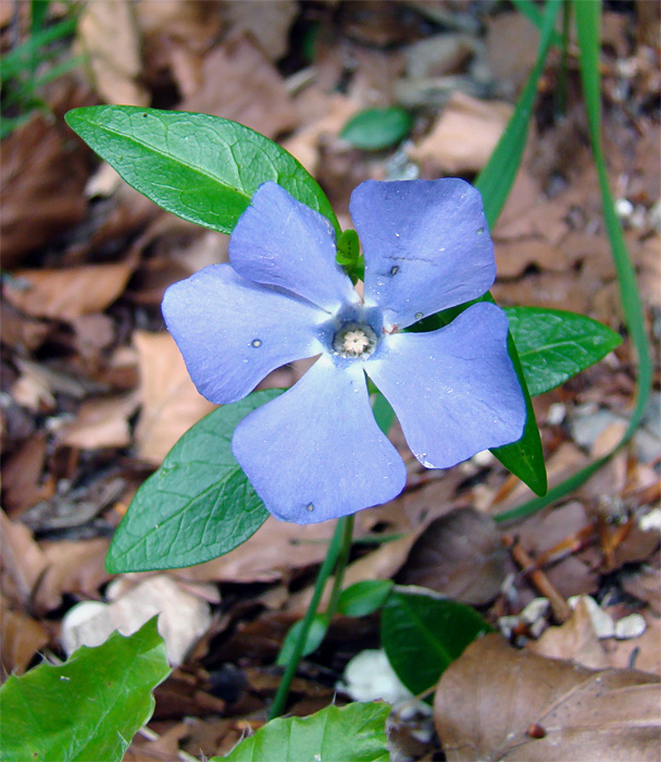 Vinca minor / Pervinca minore